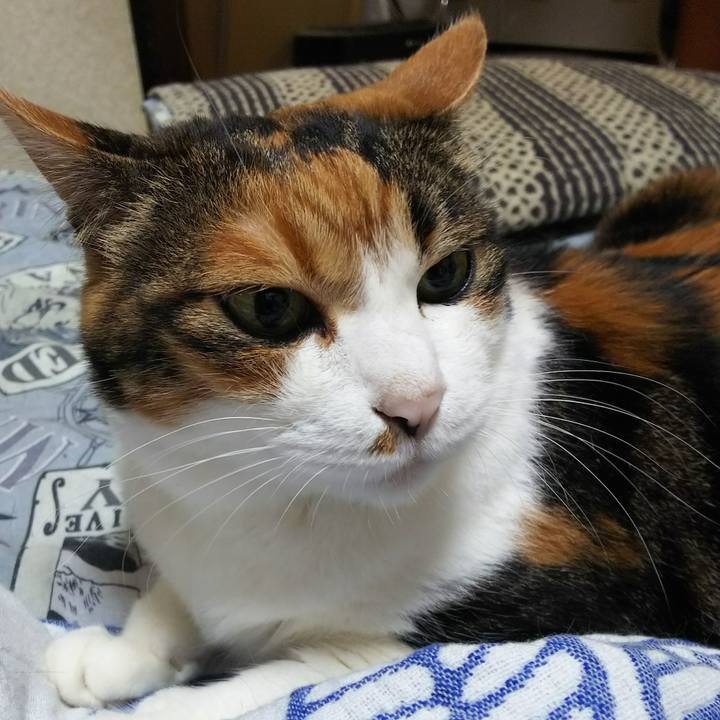 Cc6aac35 a2fa 43a8 b9be d68f1f2c1848 1532385313085