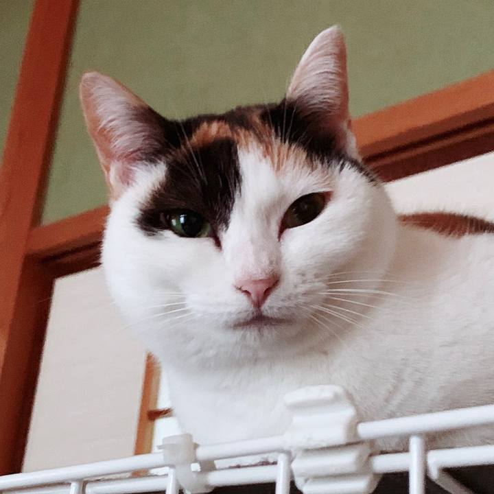 Cc6fc40b 86d8 455b bf26 8e697ae755f1 1554515701023