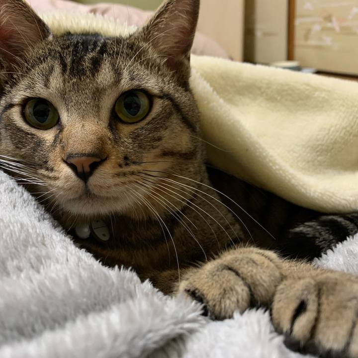 Cc71d35d 11fd 4a7a 8edf 0d0ced3fd7c6 1587469382627