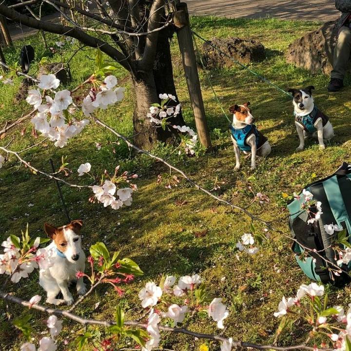 Cc7361f8 1425 42d1 9826 2435504b6bd0 1585818636381