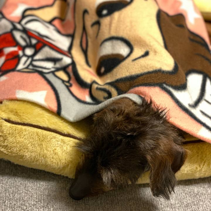 Cc73b1e4 0e8f 404b a7bd fcd34e8284bc 1613835979233