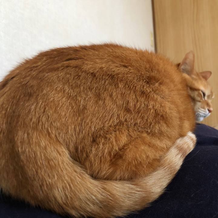 Cc73e7a8 56a8 432f 99ce b5ca27b6194a 1716586186413