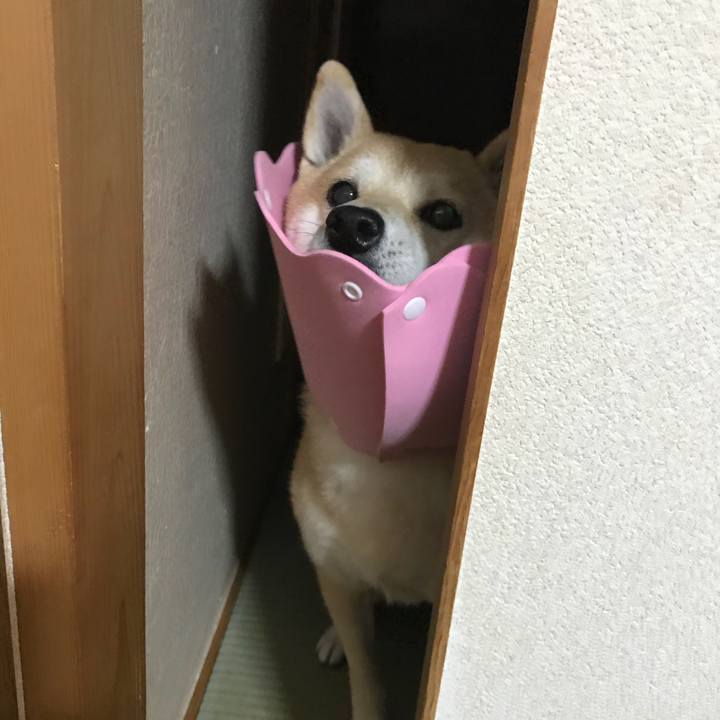 Cc768baf 5710 4b72 9450 9ec0b5cd2796 1517872341579