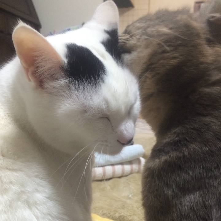 Cc76da60 d7e3 4728 997f cac3d6725fdc 1513599516526