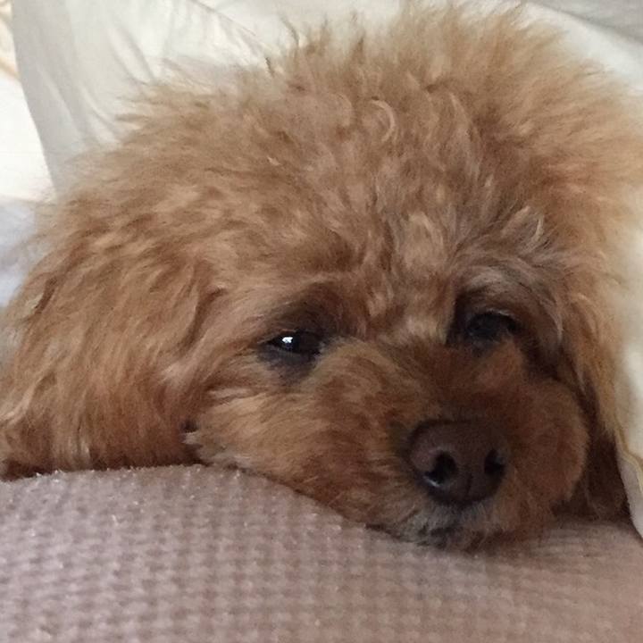 Cc77f915 8572 409a b877 5bd090dc0dc5 1510791110958