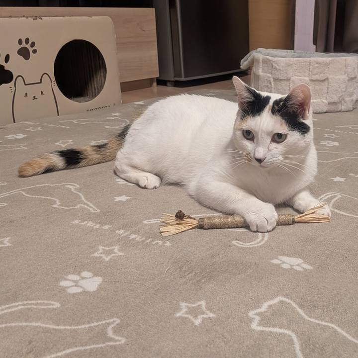 Cc7bf7e4 a56d 4222 8849 f13c32110ca9 1765369828614