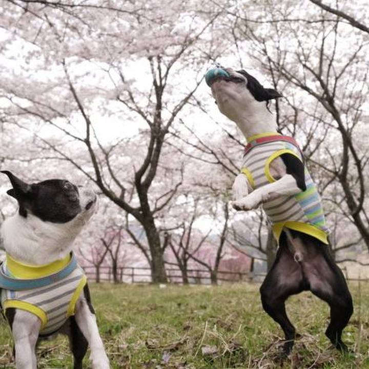 Cc7ff6a8 251d 49e3 8747 7b0f714362ec 1523000328479