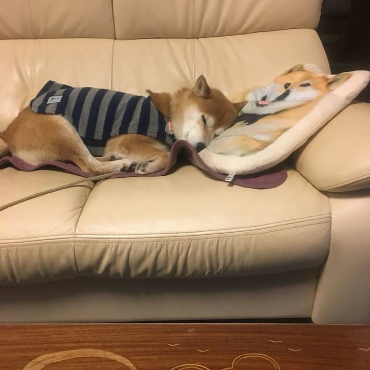 Cc808672 27c8 48fe a391 ad93fe13ad66 1513253911658