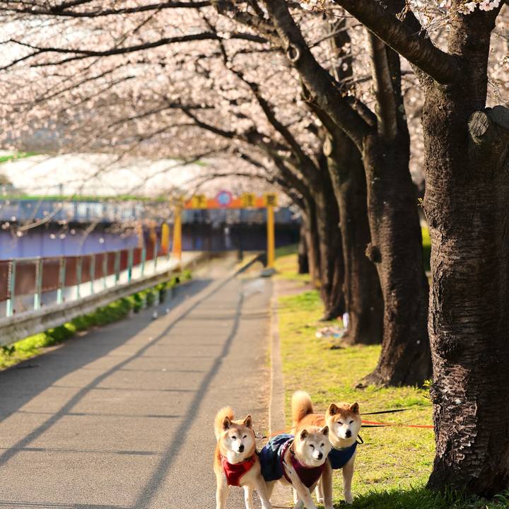 Cc818ecd 0fc3 4777 b681 873907cbc15c 1774625180302