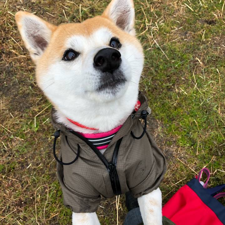 Cc820ead 8d6f 4b40 a0c6 610f55b7fa42 1550539832101