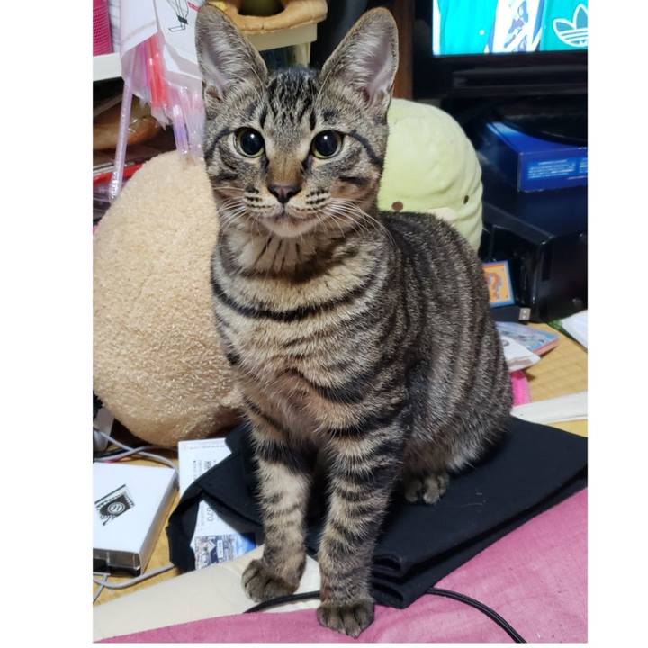 Cc825428 5963 4044 bdef a3755743dd3d 1543749227412