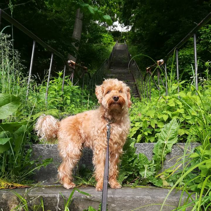 Cc84cfb0 5611 4b5e acdb db45c4ef988a 1529110585265