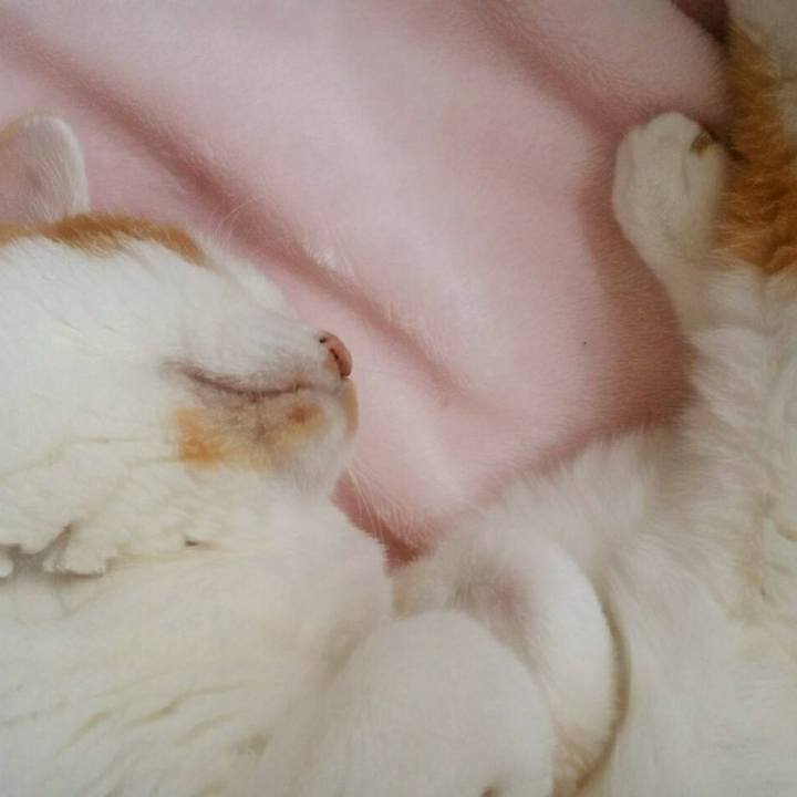 Cc8b4f9c 76aa 470e 9bf2 f36ea13eb656 1509240420227