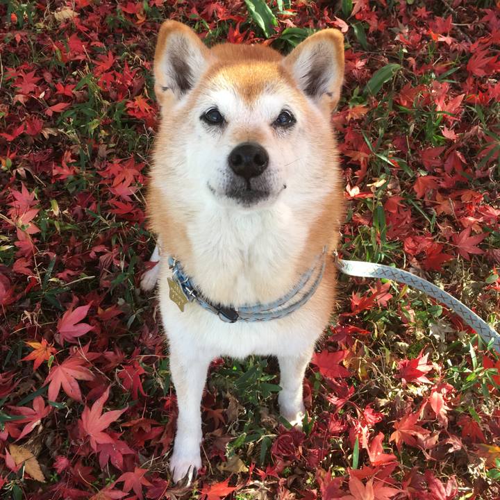 Cc8bd104 a83d 473d b4d2 138cf4746ad6 1510572629778