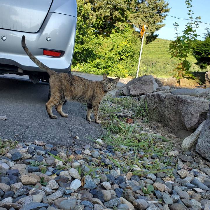 Cc8ce608 369a 4e5a 83b4 42e03763487e 1722387911919