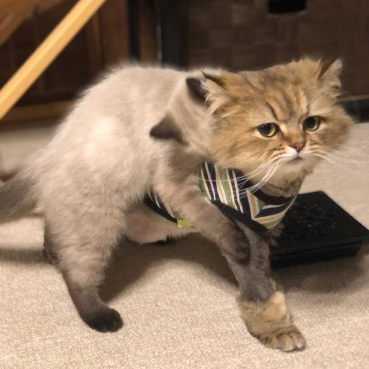 Cc8d5372 975d 4047 aa09 29c4f3d8adc2 1588981905085