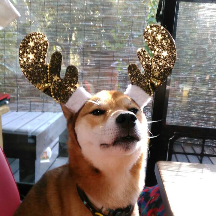 Cc8d6dc3 73f5 423e a171 2f3eee3696e0 1543635076641