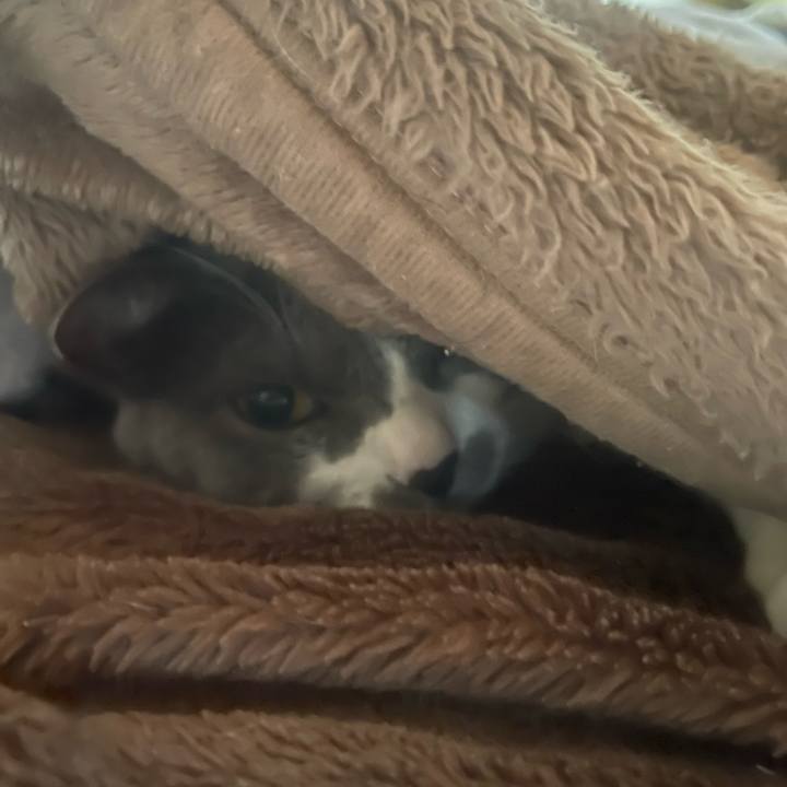 Cc8db950 e751 4bd4 b92c 20475a146995 1736637157513