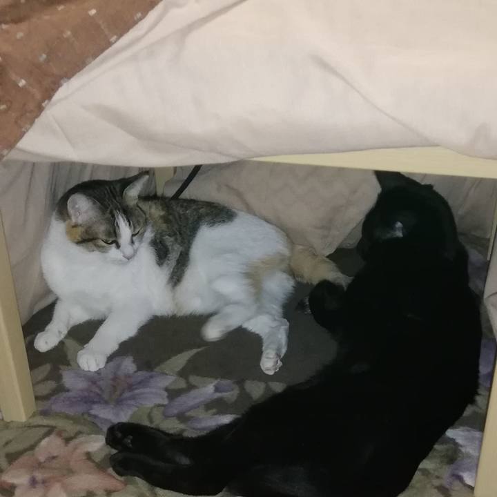 Cc90373d 28a2 4b1c abaf ad8c6b3f313b 1606993848037