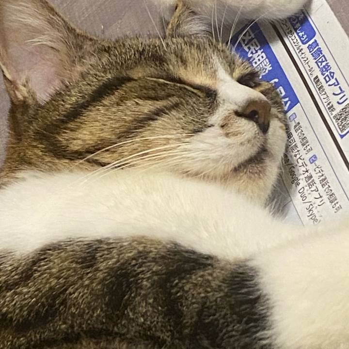 Cc946786 46cf 47d4 9884 8f4c5fa0ae53 1621249921279