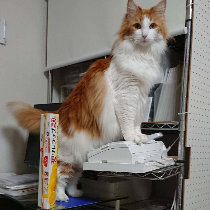 Cc9472f8 ab28 49cc 9cb6 b8e1d7c7ce7d 1586600715548