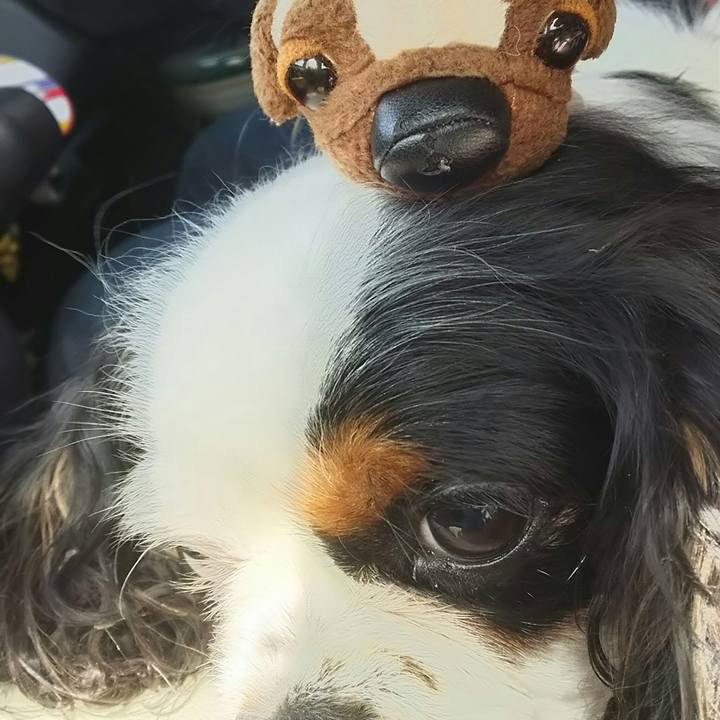 Cc95760c 78a3 49e3 b10a 57bb531978f9 1524370474643