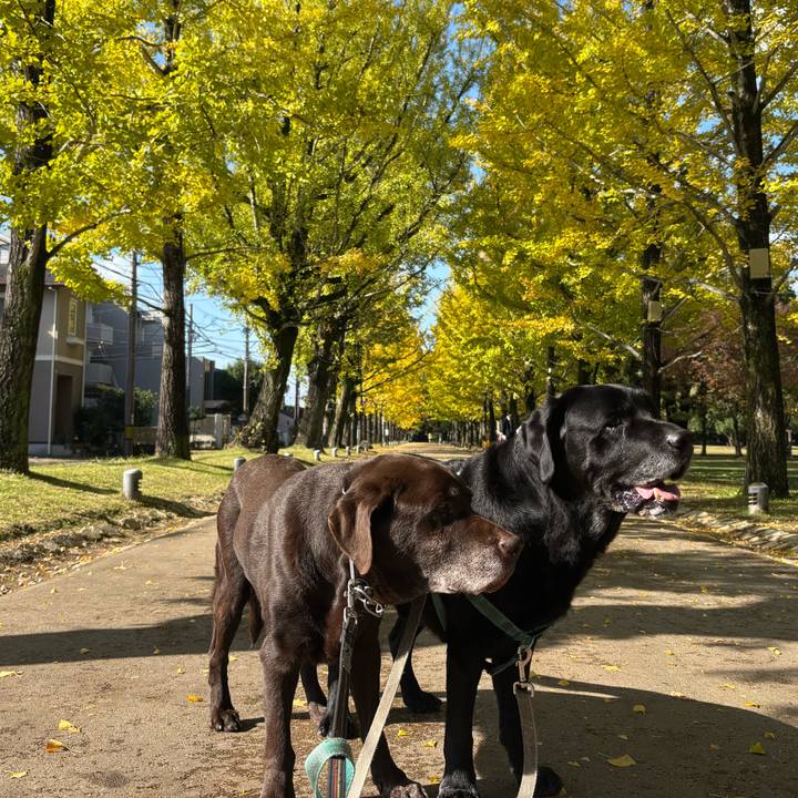 Cc96771a b421 43d3 bd71 23f964dab441 1762779519357