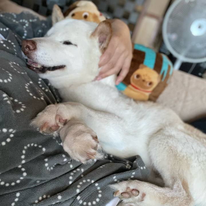 Cc98074c e645 47e8 95b1 2934b5fa6323 1647614724638