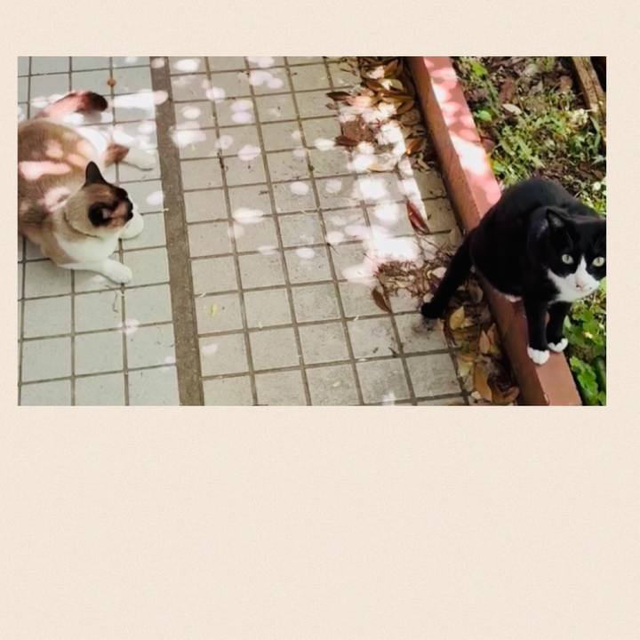 Cc98710b 273b 48ed b052 f03f804e5c50 1746669759978