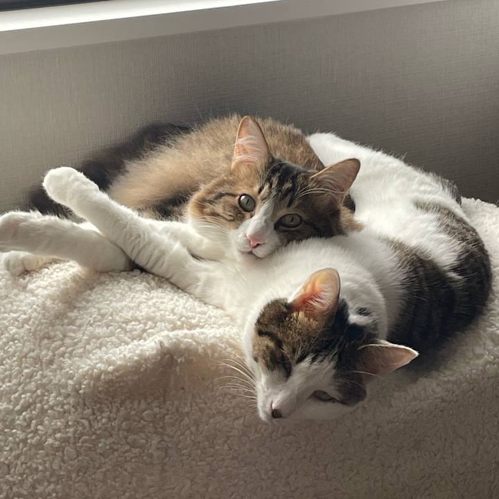 Cc99c3b5 a1a0 41f7 933c 66b5f61a6d7e 1763204720982