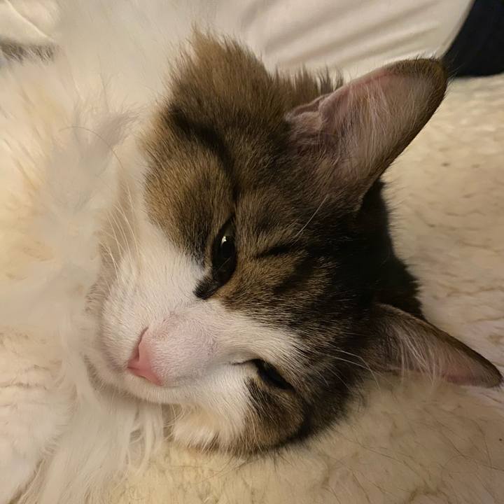 Cc9ca56e 7eb6 46a8 b5f0 1db55f04e88e 1726205025697