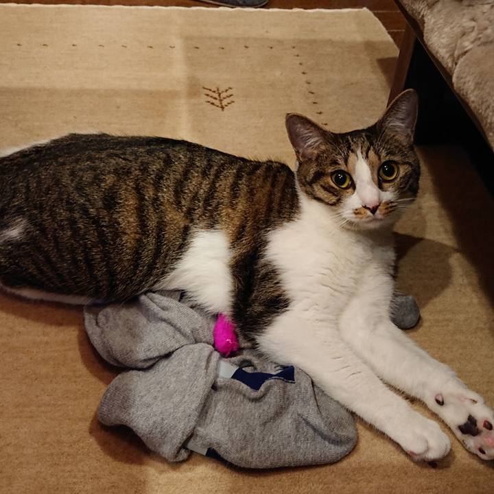 Cc9ce217 dc15 4afa ba73 6e4cc0e89ba5 1571742782136