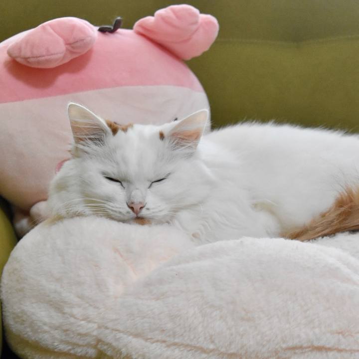 Cca21f9e cd12 4ae5 bc97 c73d0536f9a2 1765942620231