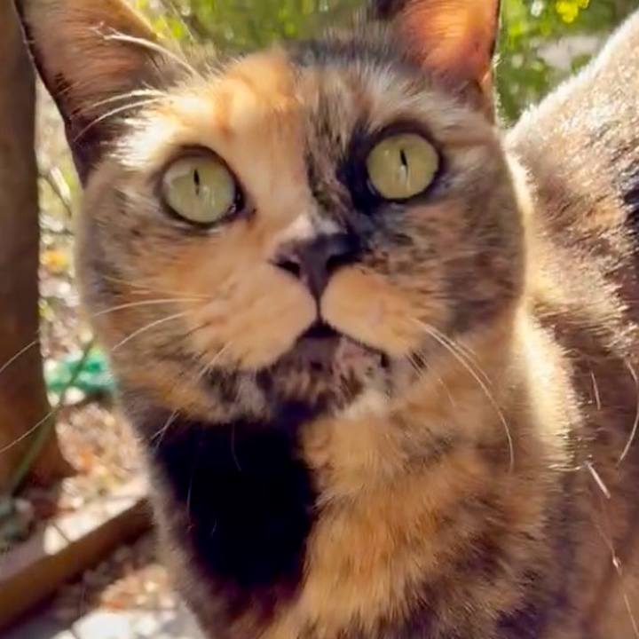 Cca27305 6df4 4433 a3c4 198dbb4e74a2 1765004762551