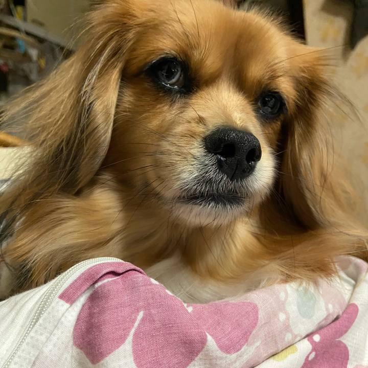 Cca4903b e392 4819 9785 f816a857d7f5 1608675141239