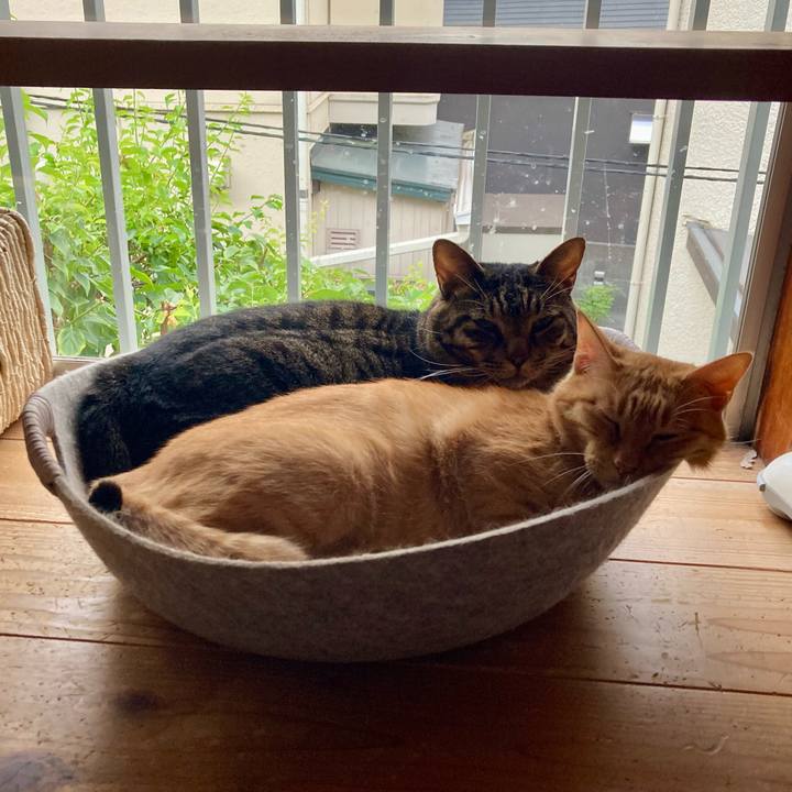 Cca71cae 449f 4553 bb50 cfe0ecf0ad98 1756510478872