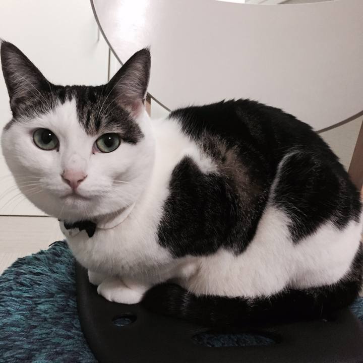 Cca7ca9a 8f47 4cd9 9b91 67609c41f735 1509278540525