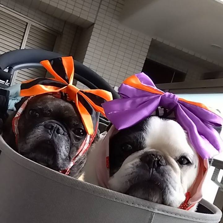 Cca949ff d476 435a 9265 1d328685062a 1730347866790