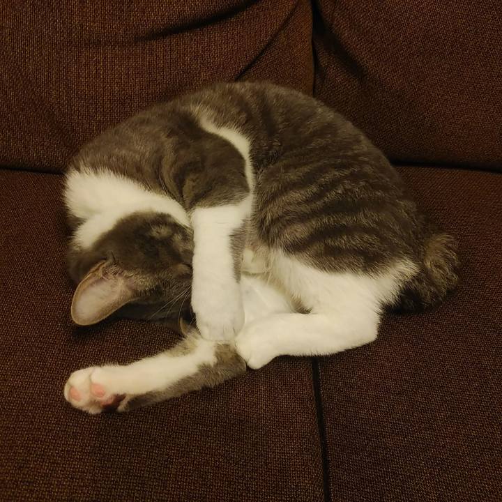 Cca9b140 1ea6 4830 a3e3 a3ebab0feee2 1588865162346