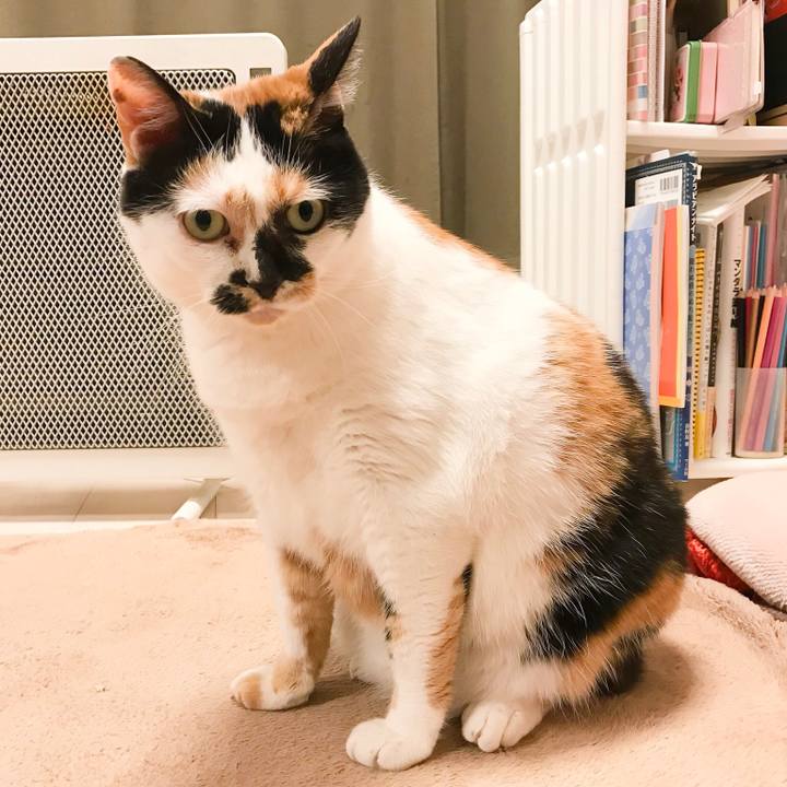 Ccaaad7b fcf2 4eb3 8684 b97110ea3072 1521191201804