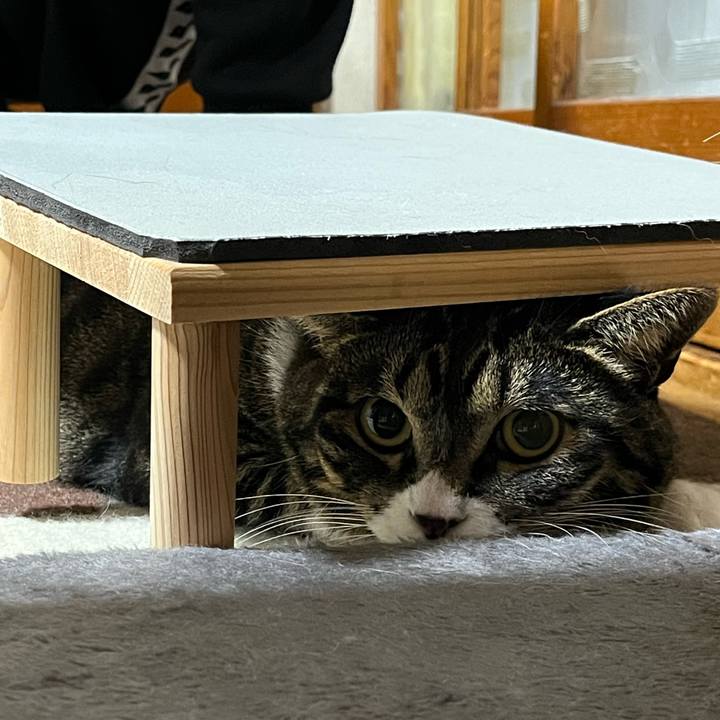 Ccaab2dd f249 485e 9205 d6bd700a39f4 1760656320900