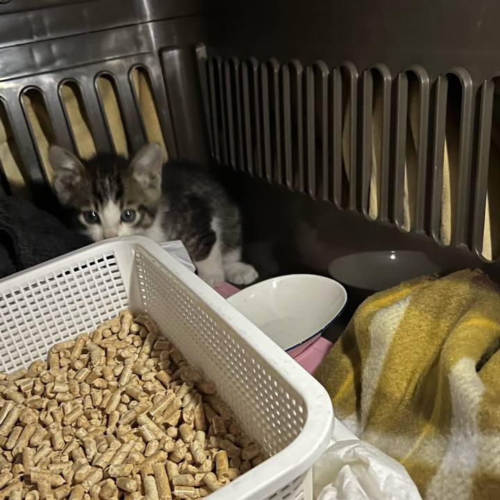 Ccaab80a 77d6 4ae3 88df b25151ddb8ea 1763802800042