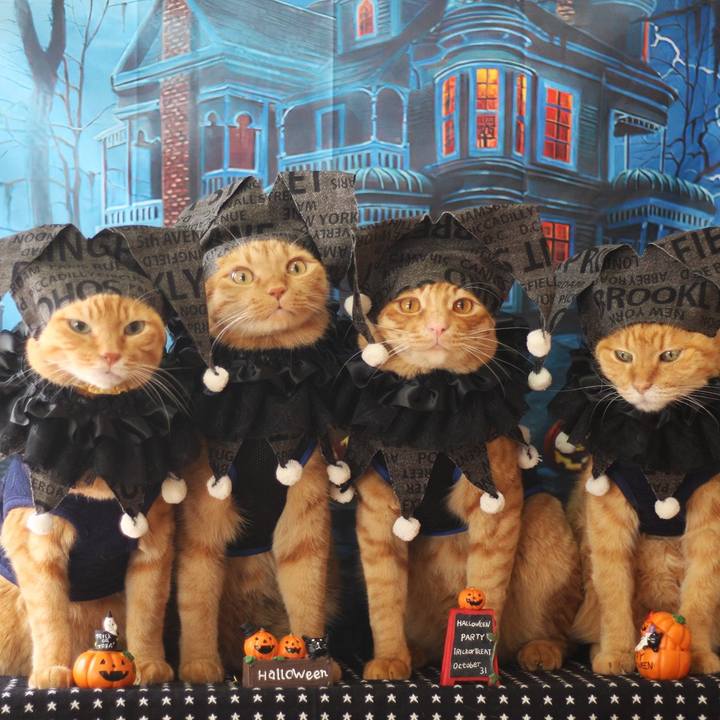 Ccaab8b8 59ea 4b12 9a6f fdb64ce065a6 1697959761235