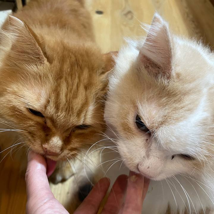 Ccab58e0 08b8 4cd5 947f f8c0c21d8f0a 1632428999893