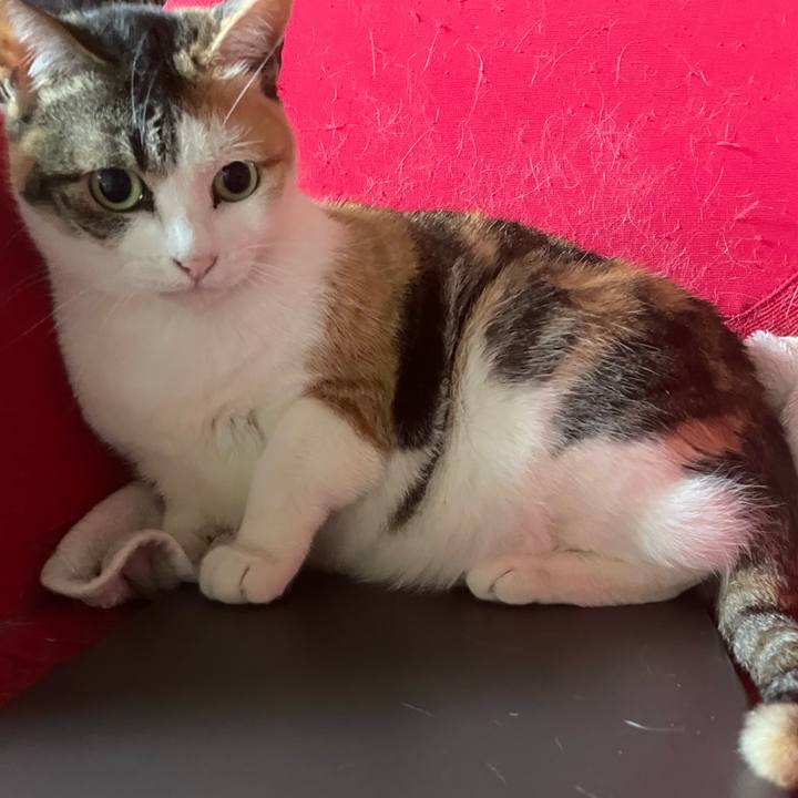 Ccaf4407 3cc1 46ab bba1 a4a67ff83dc4 1650670902021