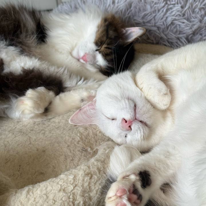 Ccaf4a72 6770 4928 92aa 150457249867 1773188691507