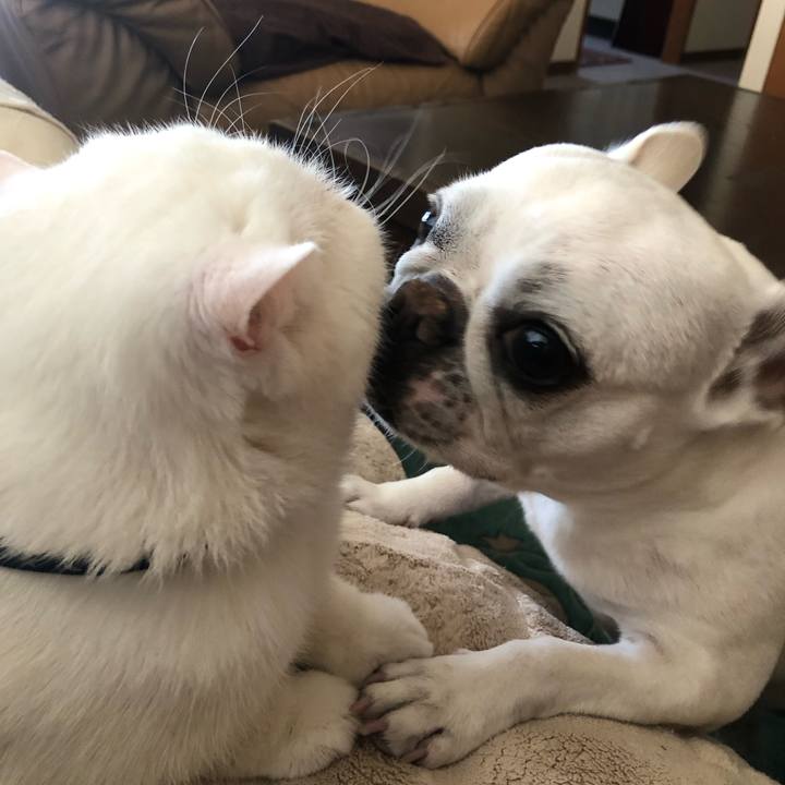 Ccb157a8 8c4d 4e2f 9cd9 a26f4e22b8d1 1680344068083