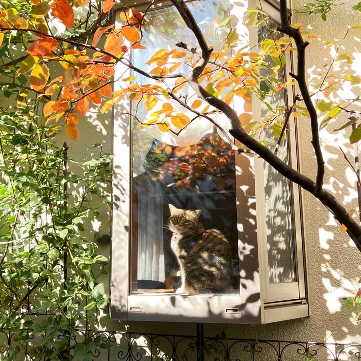 Ccb181e3 ca2f 47c0 93c9 27fd66768652 1763689576593