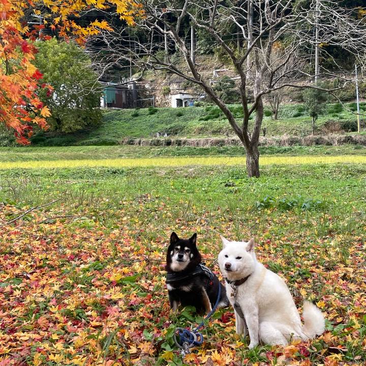 Ccb18d68 cbbb 4bf5 93cf dc792c0710fc 1733395835970