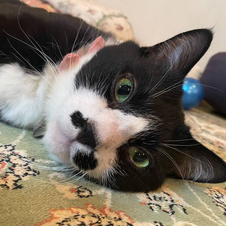 Ccb30210 b0e4 4a29 b3a8 4d3a976129fd 1746519209933